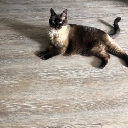 West Oaks Animal Hospital - Dora
