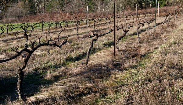 Pomeroy Cellars by null