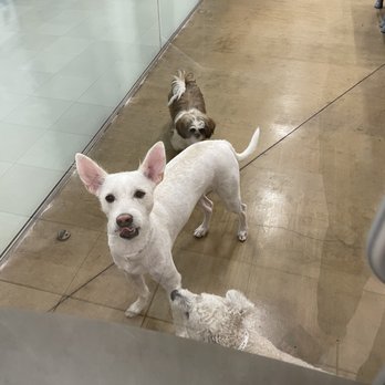 PetSmart - Doggie Day Camp - Pet Groomers Near Me - Northridge, California PetSmart - Doggie Day Camp - Pet Groomers Near Me - Northridge, California