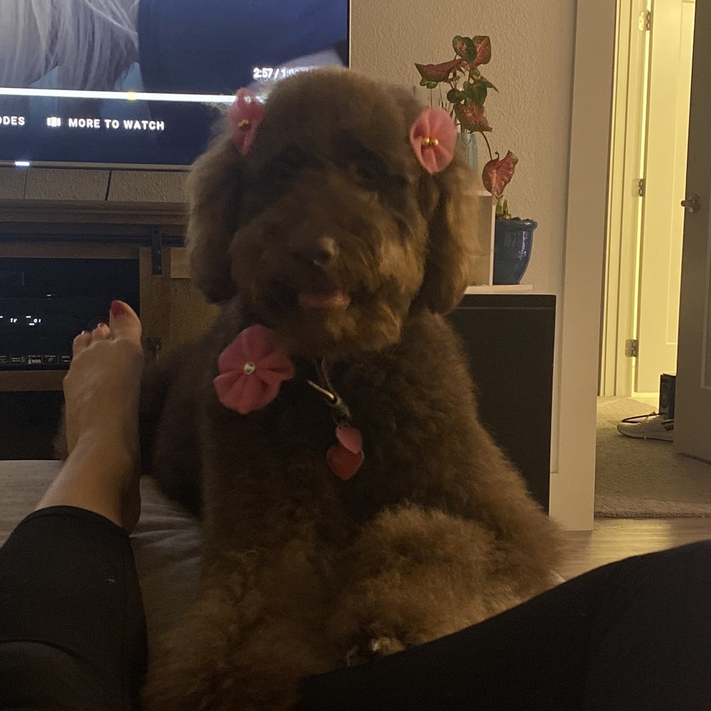 Pooch N Pups Grooming - Pet Groomers Near Me - Katy, Texas Pooch N Pups Grooming - Pet Groomers Near Me - Katy, Texas