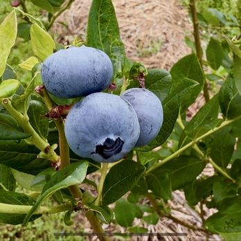 Honeys Blueberry Farm - Blueberries - Pick Your Own Farms Near Me - Loudon, Tennessee Honeys Blueberry Farm - Blueberries - Pick Your Own Farms Near Me - Loudon, Tennessee