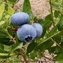 Photo of Honeys Blueberry Farm