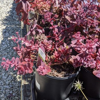 Kingsdene Nurseries - a variety of plants - Nurseries & Gardening Near Me - Monkton, Maryland
