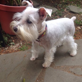Tails A Go-Go - Maki Faced tangled and matted hair, groomer was able to keep a schnauzer cut on her - Pet Groomers Near Me - Albany, California Tails A Go-Go - Maki Faced tangled and matted hair, groomer was able to keep a schnauzer cut on her - Pet Groomers Near Me - Albany, California