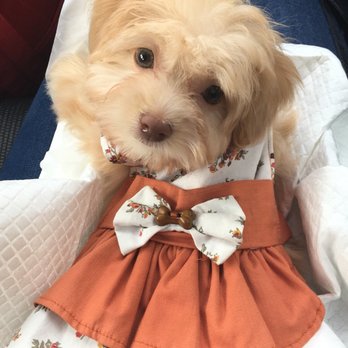 Vanity Pups - Pet Sitting Near Me - Bayside, New York Vanity Pups - Pet Sitting Near Me - Bayside, New York
