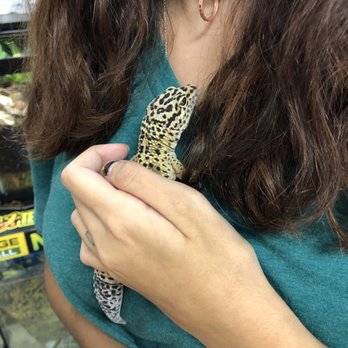 Rainforest Pets - Thalia .... our new baby! - Pet Stores Near Me - League City, Texas Rainforest Pets - Thalia .... our new baby! - Pet Stores Near Me - League City, Texas