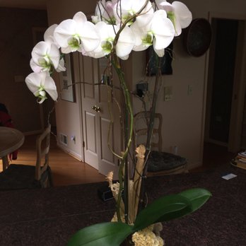 Bloomster's - Gorgeous orchid from Bloomster's still going strong nine months later - Florists Near Me - San Jose, California Bloomster's - Gorgeous orchid from Bloomster's still going strong nine months later - Florists Near Me - San Jose, California
