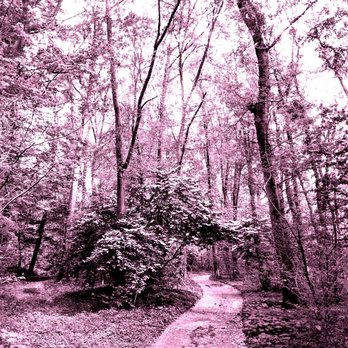 Taylor Memorial Arboretum - Taylor Memorial Arboretum -- toilesque - Parks Near Me - Wallingford, Pennsylvania