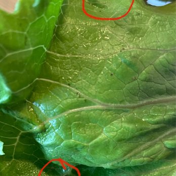 Chick-fil-A - Fruit flies - Fast Food Near Me - South Attleboro, Massachusetts