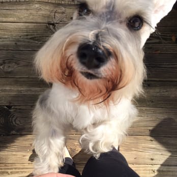 Kristi's Fancy K-9s - Look at those lashes! - Pet Groomers Near Me - Gilbert, South Carolina Kristi's Fancy K-9s - Look at those lashes! - Pet Groomers Near Me - Gilbert, South Carolina