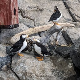 Puffins up close