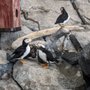 Photo of Alaska Sealife Center