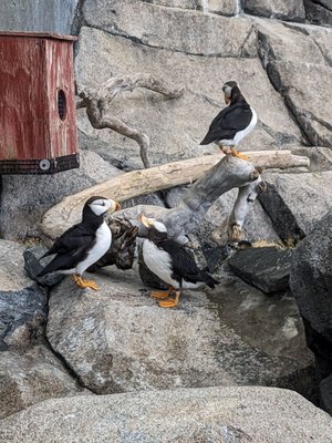 Photo of Alaska Sealife Center - Seward, AK, US. Puffins up close