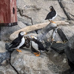 Alaska Sealife Center - Puffins up close