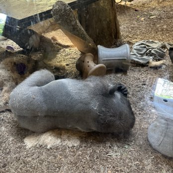 Houston Zoo - Zoos Near Me - Houston, Texas Houston Zoo - Zoos Near Me - Houston, Texas
