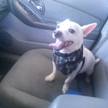All About Paws Pet Spa - Napoleon is clean, shiny, and smelling good! - Pet Groomers Near Me - Upland, California