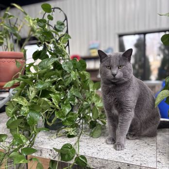 Longfellow's Garden Center - Sprout - Nurseries & Gardening Near Me - Centertown, Missouri