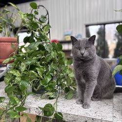Longfellow's Garden Center - Sprout