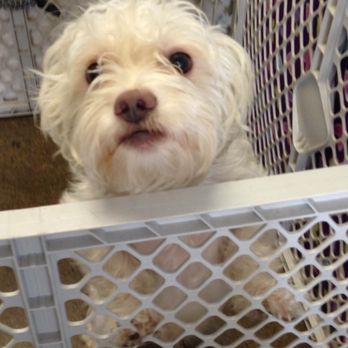 WAGZ - Pet Groomers Near Me - Westchester, California WAGZ - Pet Groomers Near Me - Westchester, California