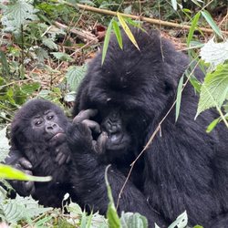 Travel Abundance - Mother & Baby Gorilla in Rwanda