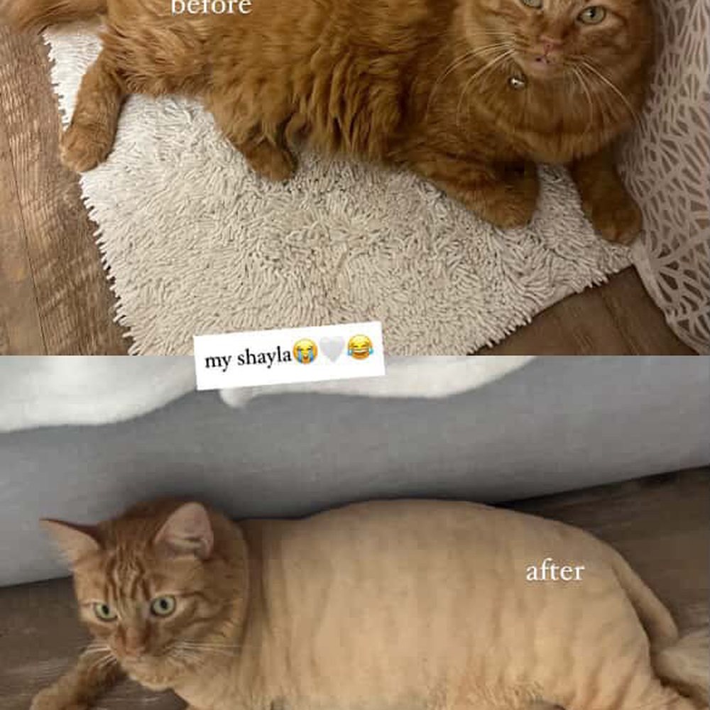 Why Does My Cat Lean on Me before Grooming: Surprising Reasons Revealed