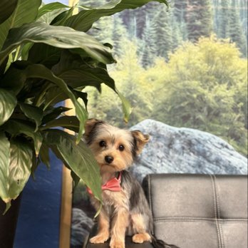 Diva Doggies - This is my puppy nacho - Pet Groomers Near Me - San Antonio, Texas Diva Doggies - This is my puppy nacho - Pet Groomers Near Me - San Antonio, Texas
