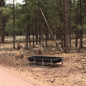 Bearizona - Deer - Zoos Near Me - Williams, Arizona