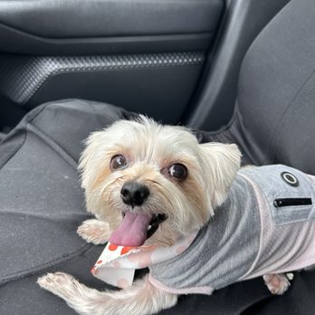 Waggily Ever After Pet Grooming - Frida - Pet Groomers Near Me - South Gate, California