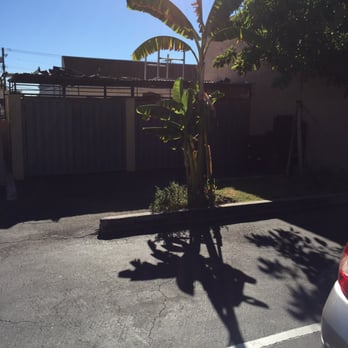 El Mambi Mkt - This sweet little banana tree grows in their parking lot!! - Grocery Near Me - Glendale, California