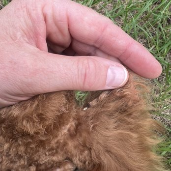 Dramatic Paws - Cut my dogs ear during grooming - Pet Groomers Near Me - Ozark, Alabama Dramatic Paws - Cut my dogs ear during grooming - Pet Groomers Near Me - Ozark, Alabama