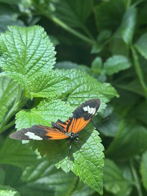 Cockrell Butterfly Center by null