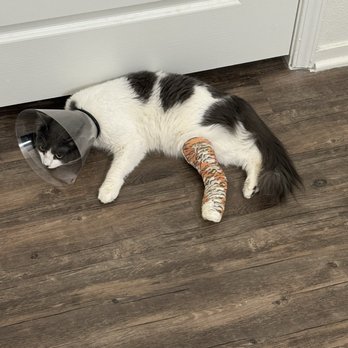 Highlands Animal Care - Veterinarians Near Me - Henderson, Nevada Highlands Animal Care - Veterinarians Near Me - Henderson, Nevada