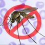Photo of Mosquito Remediation