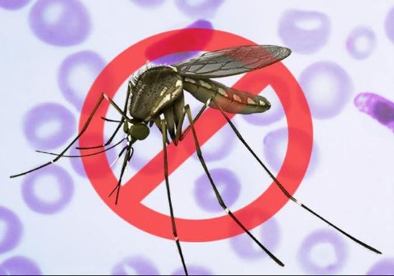 Mosquito Remediation