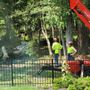 Photo of Complete Tree Care