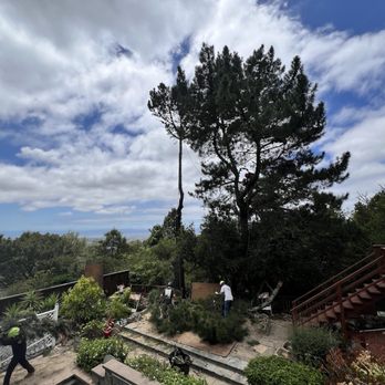 Local Tree - Halfway there! - Tree Services Near Me - Oakland, California Local Tree - Halfway there! - Tree Services Near Me - Oakland, California