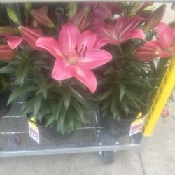 Lowe's Home Improvement