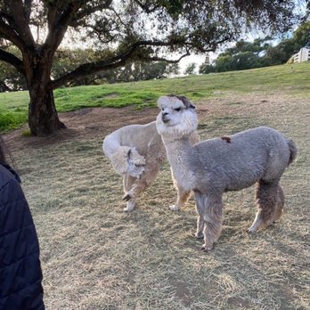 Canzelle Alpacas - Alpacas! - Farms Near Me - Carpinteria, California