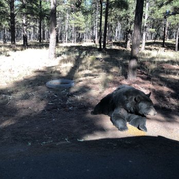 Bearizona - Chubby cubby - Zoos Near Me - Williams, Arizona