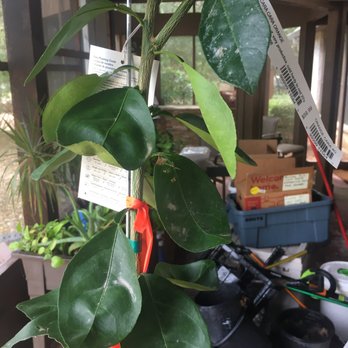 Fanick's Garden Center - Cara Cara Orange Powdery Mildew - Nurseries & Gardening Near Me - San Antonio, Texas