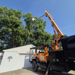 Excellent Arborist Tree Company