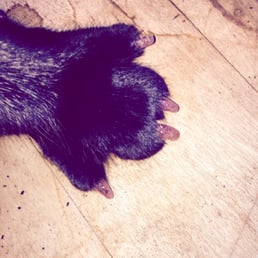 Kitty mani pedi to make nails blunt so they can't claw the furniture. Also FABULOUS! Kitty mani pedi to make nails blunt so they can't claw the furniture. Also FABULOUS!