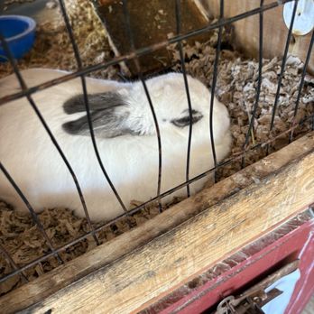 Schutt's Apple Mill - Bunny - Fruits & Veggies Near Me - Webster, New York