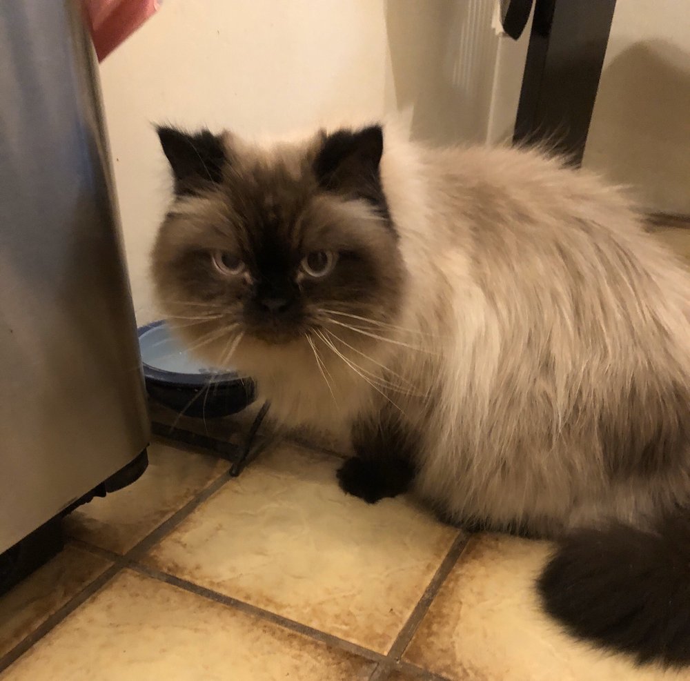 ALL PAWS BEAUTY SALON Updated September 2024 10 Reviews 130 N 1st