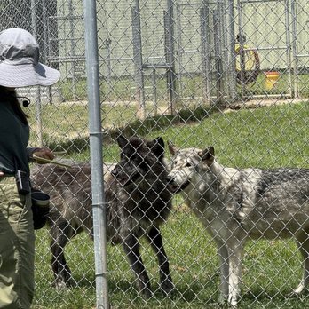 Saint Francis Wolf Sanctuary - Wolf, wolf-dog, and AWESOME tour guide. - Animal Shelters Near Me - Navasota, Texas