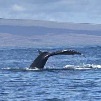 Hawaii Ocean Rafting - Boat Tours Near Me - Lahaina, Hawaii Hawaii Ocean Rafting - Boat Tours Near Me - Lahaina, Hawaii