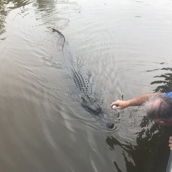 Cajun Critters Swamp Tour - Tours Near Me - Westwego, Louisiana