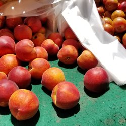 Walnut Park Farmer's Market - Nectarines