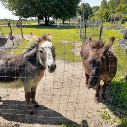 Mike's Plant Farm - The donkeys Finnegan and Fergus!