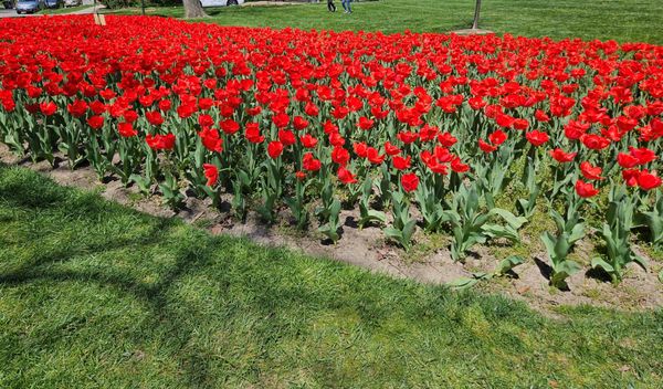 Sherwood Gardens by null